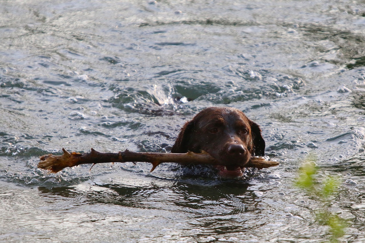 Tips for Training Your Dog to Stay in Place